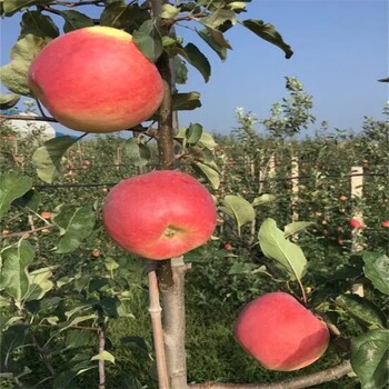 华硕苹果苗供应、3年苹果苗价格,秦脆苹果苗