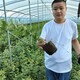 H5藍莓苗廠家新中苗木藍莓苗批發產品圖