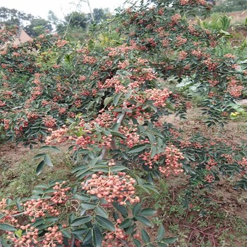 花椒树苗适应地区、花椒树苗价格走势,营养杯花椒苗