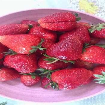 汉沽章姬草莓苗货源地,隋珠草莓苗