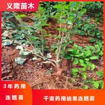 连翘苗施肥方法义隆苗木药用结果连翘苗种植基地管理