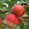 早熟杏樹品種珍珠油杏樹苗供應貴州,凱特杏樹苗