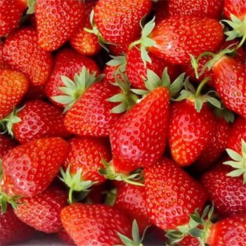 大兴甜宝草莓苗管理方法,隋珠草莓苗