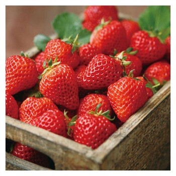 甜宝草莓苗图片及价格