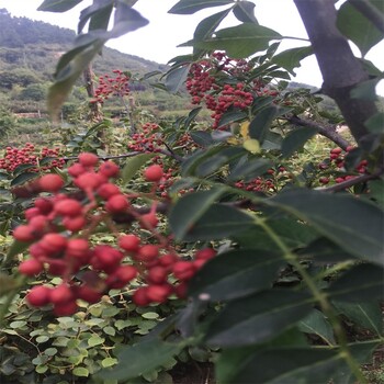 无刺花椒苗价格、无刺花椒苗产量,大红袍花椒苗