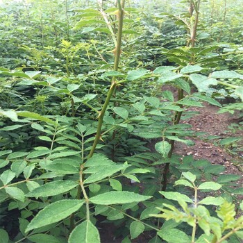 大紅袍花椒樹苗品種介紹,獅子頭花椒苗