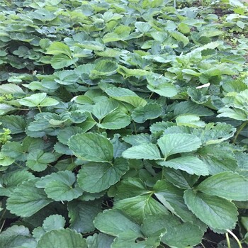 山东盛旺园艺场妙香7号草莓苗,水蜜桃草莓苗种植时间、水蜜桃草莓苗产地