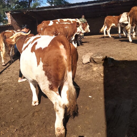 安徽大型养牛场西门塔尔基础母牛现在什么价