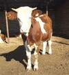 西安西门塔尔二岁母牛