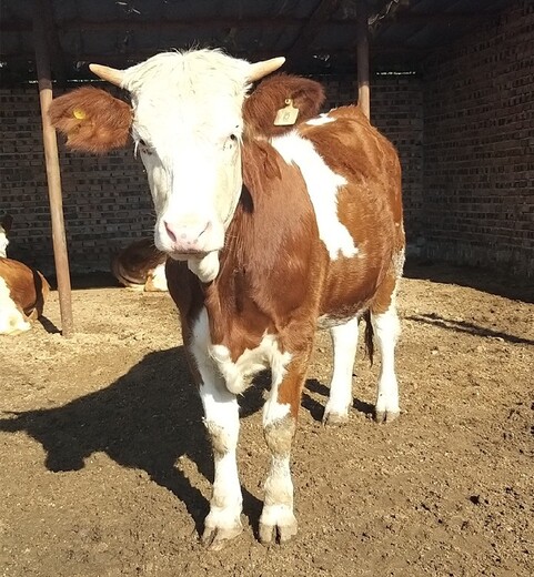 新疆哪里有西门塔尔基础母牛700斤多少钱