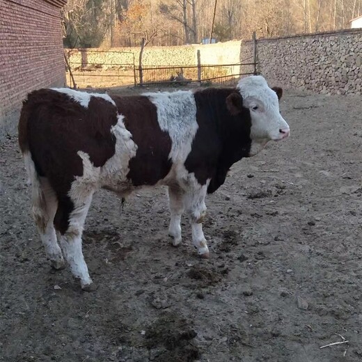 阿拉尔西门塔尔二岁母牛