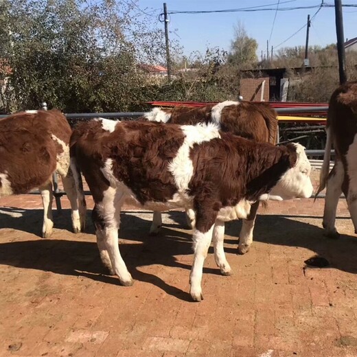 黑龙江哪里有西门塔尔基础母牛700斤多少钱