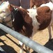 泉州西门塔尔牛小母牛