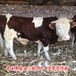遵义大型养牛场西门塔尔牛犊小母牛价格
