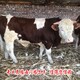 伊春大型养牛场西门塔尔母牛苗800斤样例图
