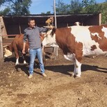 唐山养牛场二岁西门塔尔母牛700斤多少钱图片2