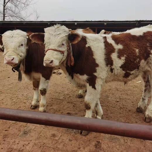 铜梁西门塔尔400斤小牛现在的价格