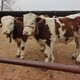 永川大型养牛场西门塔尔400斤小牛多少钱一只产品图