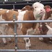 阳江纯种西门塔尔400斤小牛要多少钱