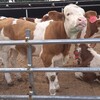和縣養牛場西門塔爾400斤牛苗出售