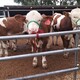 运城养牛场西门塔尔400斤小牛出售原理图