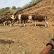 石河子西门塔尔繁殖母牛