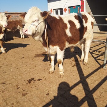 迁安养牛场西门塔尔小牛价格300斤多少钱一只