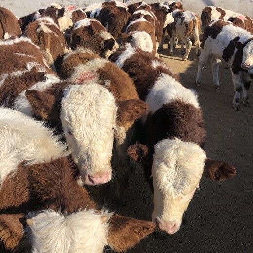 梧州大型养牛场西门塔尔母牛苗800斤多少钱一只