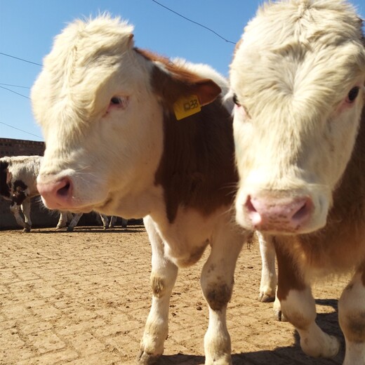平凉西门塔尔牛犊小母牛400斤多少钱
