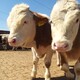 大同養牛場西門塔爾小牛價格300斤多少錢一頭產品圖