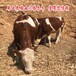 廊坊大型养牛场西门塔尔怀孕母牛出售