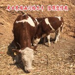 唐山养牛场二岁西门塔尔母牛700斤多少钱图片5