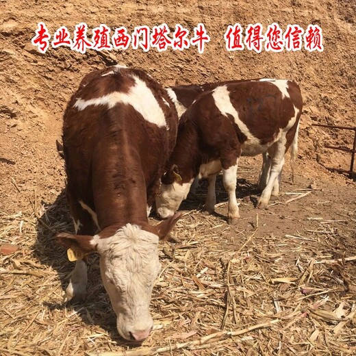 赤峰纯种西门塔尔怀孕母牛价格