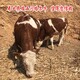 阿拉善盟养牛场西门塔尔二岁母牛出售产品图