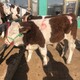大同養牛場西門塔爾小牛價格300斤多少錢一頭圖