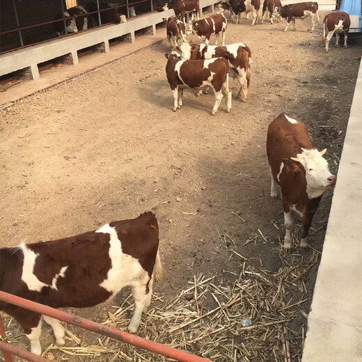 浙江养牛场二岁西门塔尔母牛700斤多少钱