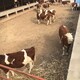 安徽大型养牛场西门塔尔基础母牛现在什么价产品图