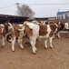 长治纯种800斤西门塔尔母牛现在的价格
