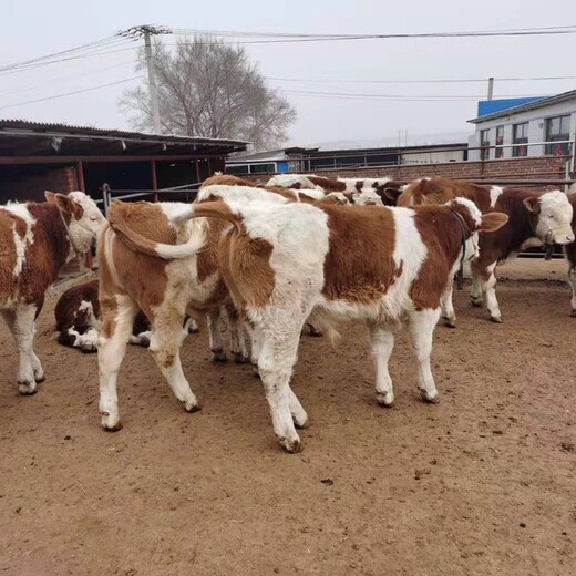 邯郸西门塔尔牛养殖场800斤西门塔尔母牛出售