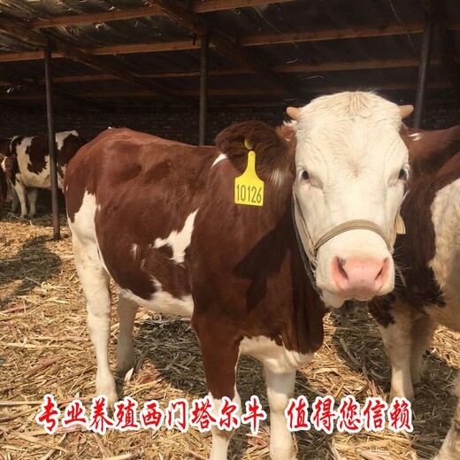 鄂尔多斯大型养牛场西门塔尔母牛苗800斤价钱