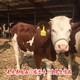 嘉峪关养牛场西门塔尔牛犊小母牛六百斤多少钱产品图