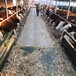 沧州西门塔尔种牛基地800斤西门塔尔母牛价格多少一头