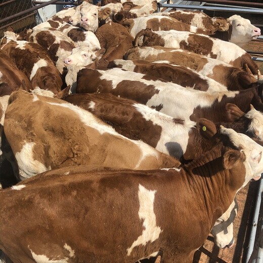 嘉峪关大型养牛场西门塔尔400斤小牛
