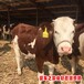 重庆大型养牛场二岁西门塔尔母牛多少钱