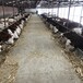 唐山西门塔尔牛养殖场1000斤西门塔尔母牛出售