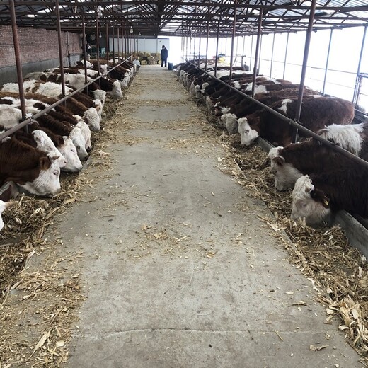 贺州大型养牛场西门塔尔400斤小牛