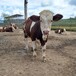 吐鲁番养牛场西门塔尔母牛苗800斤价格多少一头