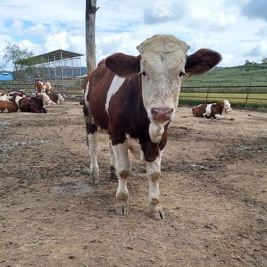 大型养牛场西门塔尔牛小母牛出售