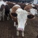 来宾大型养牛场西门塔尔400斤牛苗