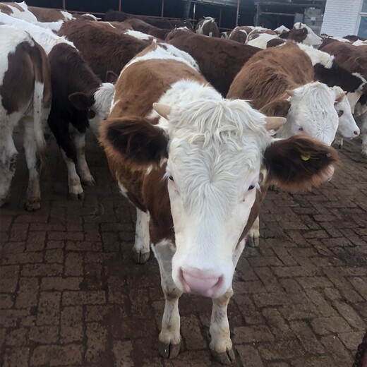 巫山大型养牛场西门塔尔母牛苗800斤出售